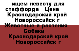 ищем невесту для стаффорда › Цена ­ 1 - Краснодарский край, Новороссийск г. Животные и растения » Собаки   . Краснодарский край,Новороссийск г.